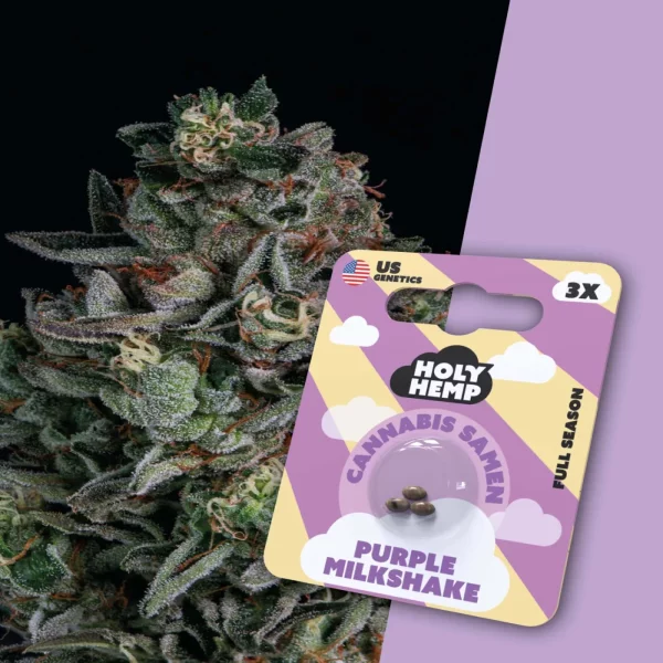 Holy Hemp Cannabissamen - Purple Milchshake