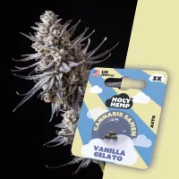 Holy Hemp Cannabissamen - Vanilla Gelato